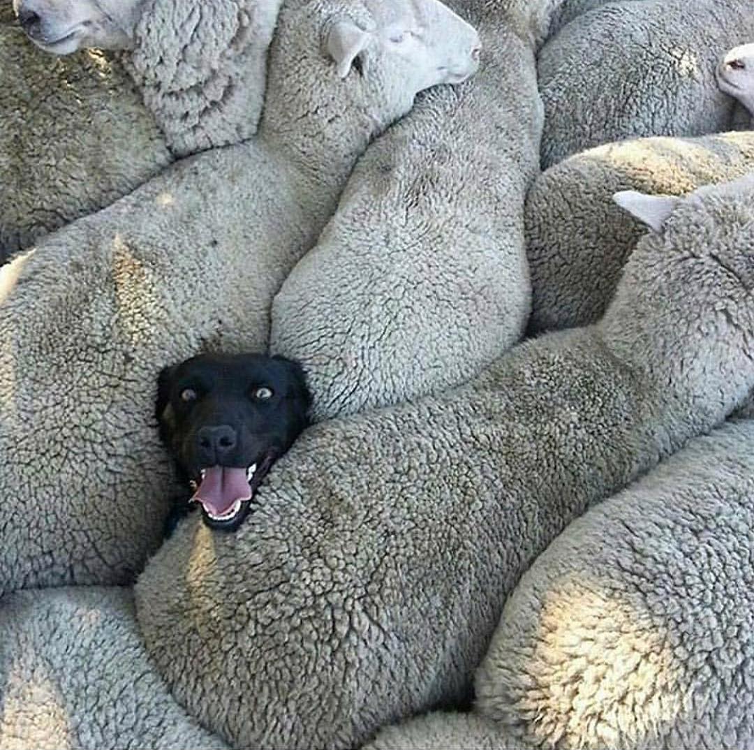 Canon Sheep Dog