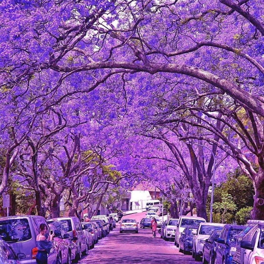Canon Purple Rain Sydney